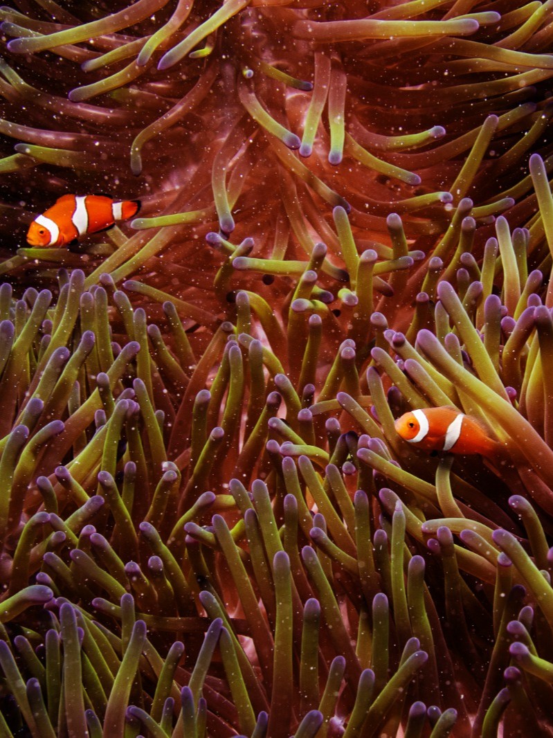 لأول مرة.. دراسة تكشف سر تنوع الخلايا الحيوانية 