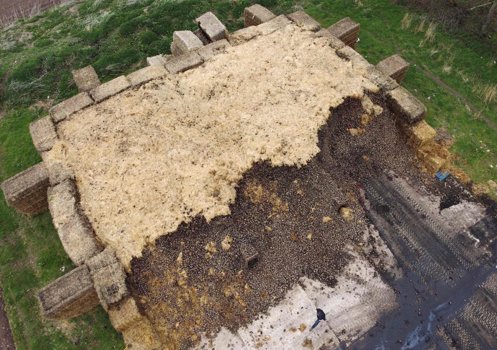 An overhead view of a five hundred tonne pile of beetroot that is being left to rot due to a collapse in demand, at Woodhall Growers in Penkridge, central England on April 14, 2022. - Due to border regulations introduced in January, many EU markets for Woodhall's beetroot have disappeared, meaning new markets and uses are being sought for the crop. (Photo by Darren Staples / AFP) - AFP