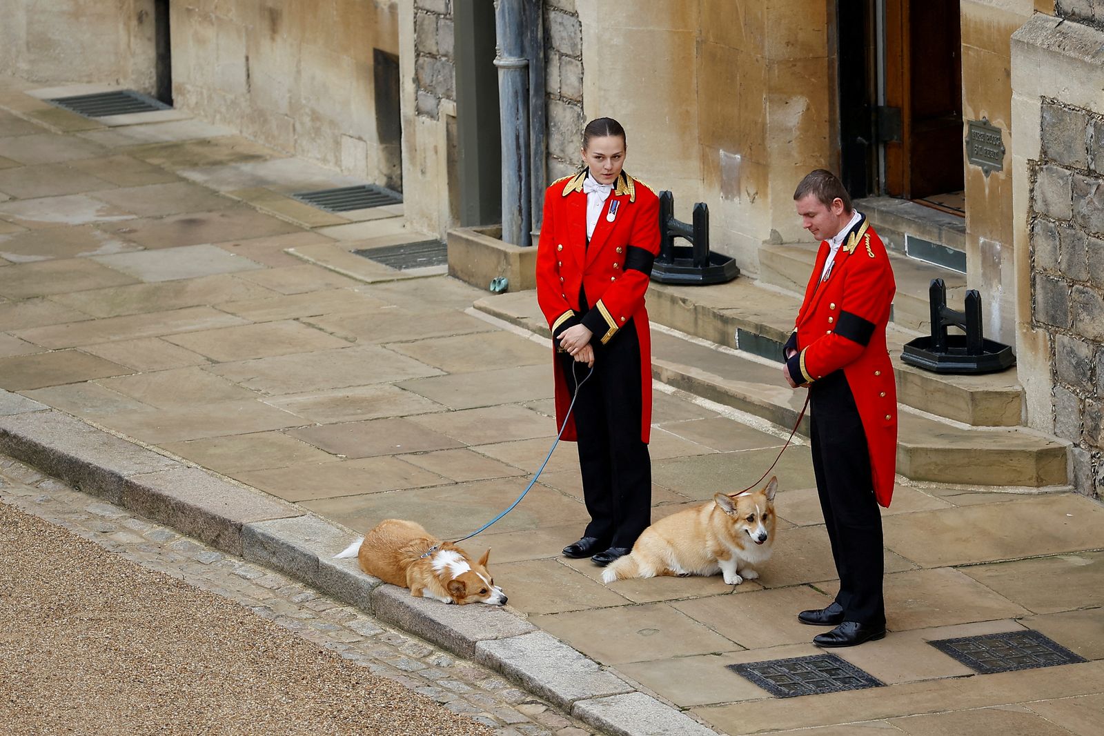 كلبا الملكة ينتظران موكب الجنازة في رواق قلعة وندسور غربي لندن- 19 سبتمبر 2022 - REUTERS