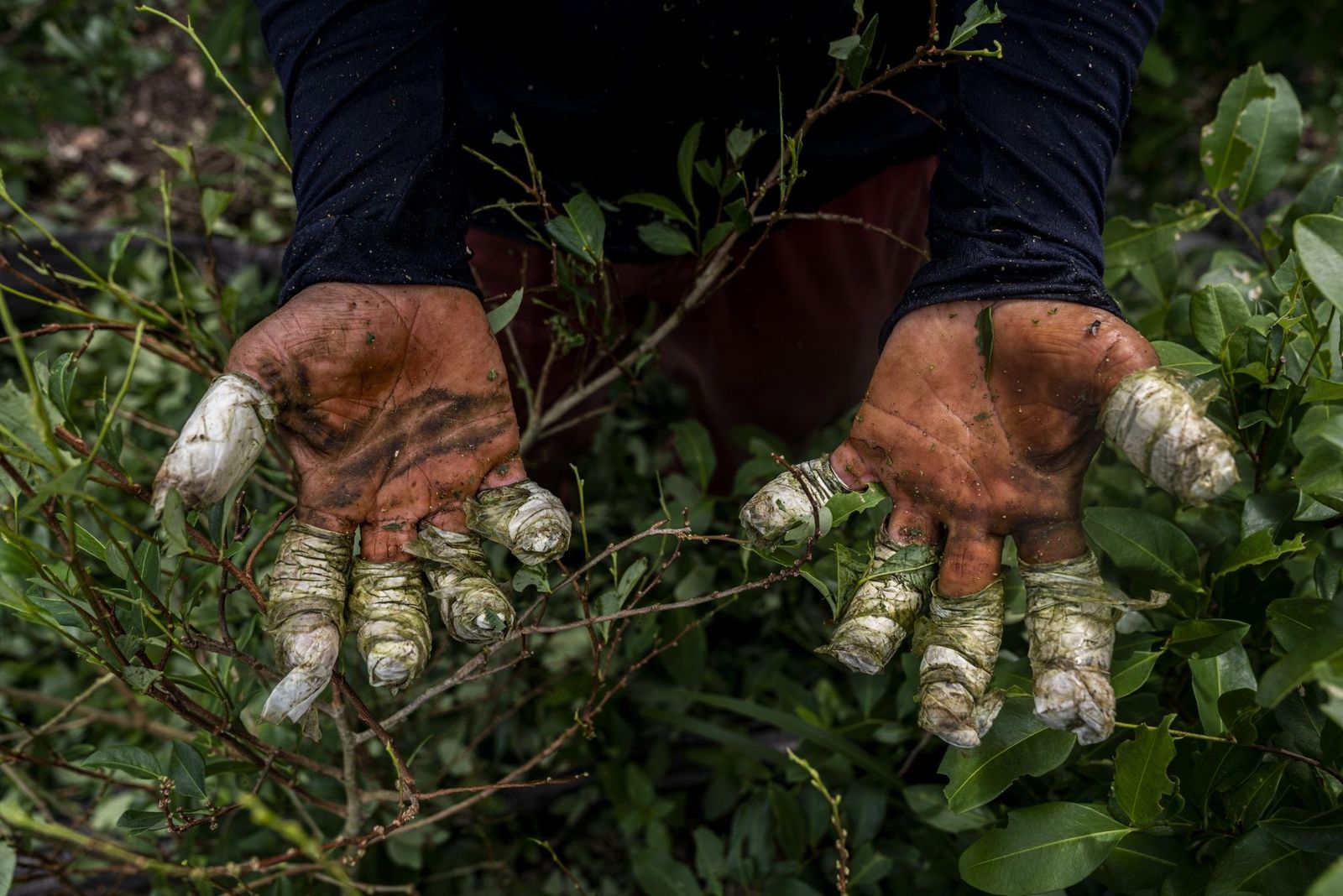 Colombia's Cocaine Boom Is Bringing Violence, Corruption And Huge Profits - Bloomberg