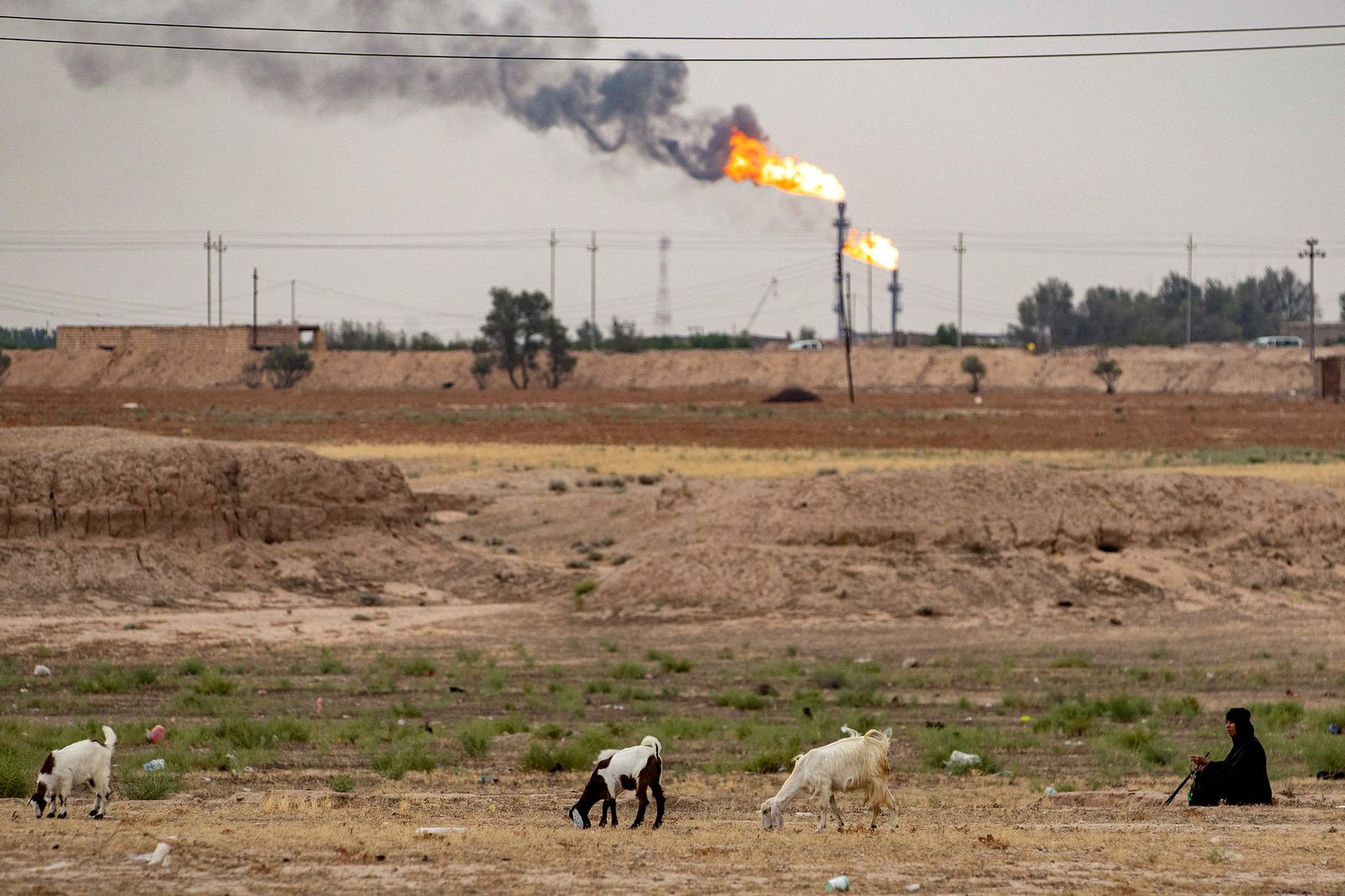 (FILES) A woman grazes her goats across from oil fields at Khor al-Zubair in Iraq's southern Basra governorate, on May 18, 2023. Oil-dependent Iraq has been warned its economy risks going into 