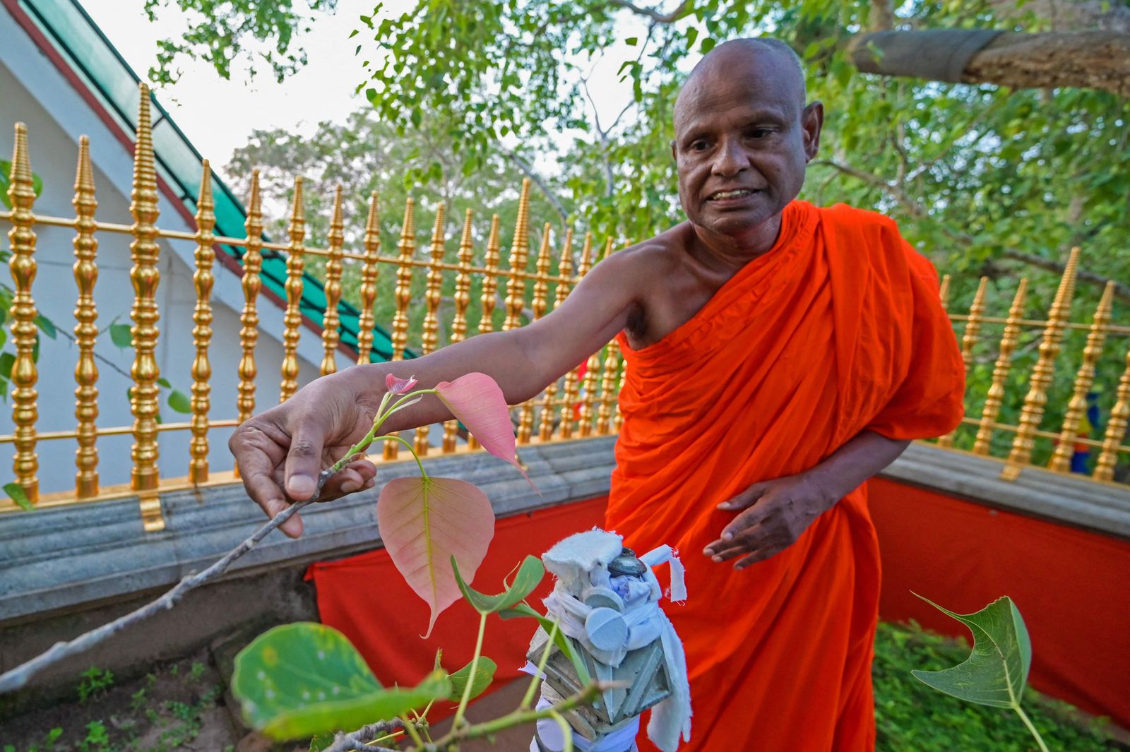 This picture taken on May 19, 2023 shows monk Pallegama Hemarathana, the chief custodian of the ancient Banyan tree, showing newly sprouting leaves of the holy tree at Sri Maha Bodhi temple in Anuradhapura. When social media was inundated with rumours that Sri Lanka's holiest tree was being harmed by 5G mobile signals, Colombo's cash-strapped government pulled out all the stops. (Photo by Ishara S. KODIKARA / AFP) / To go with 'SriLanka-Disinformation-Religion-Buddhism-tree', FOCUS by Amal JAYASINGHE - AFP