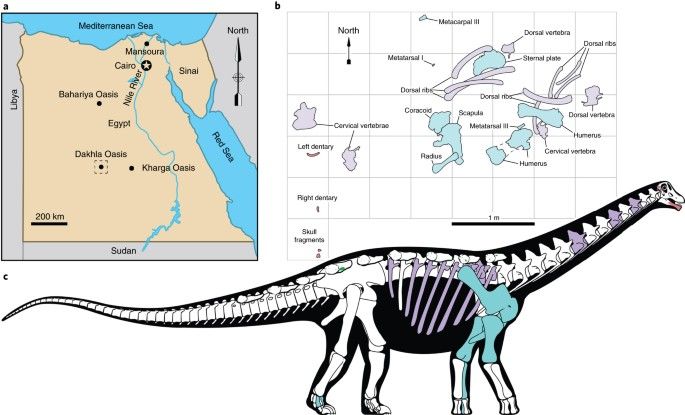 خريطة لموقع العثور علي حفريات منصوراصورس وإعادة بناء تخيلي لشكل الديناصور - Nature Magazine