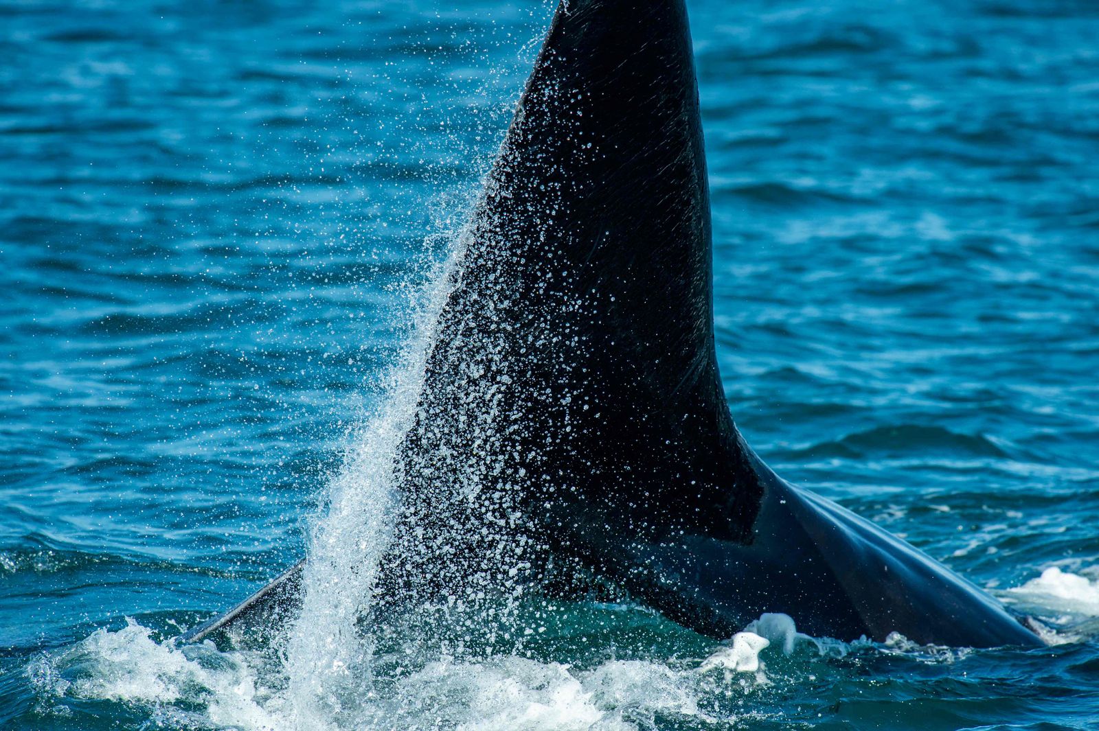 صورة لحوت أخذت أثناء رحلة استكشافية لمركز الدراسات الساحلية في كيب كود باي قبالة سواحل ماساتشوستس بالولايات المتحدة - 5 أبريل 2022 - AFP