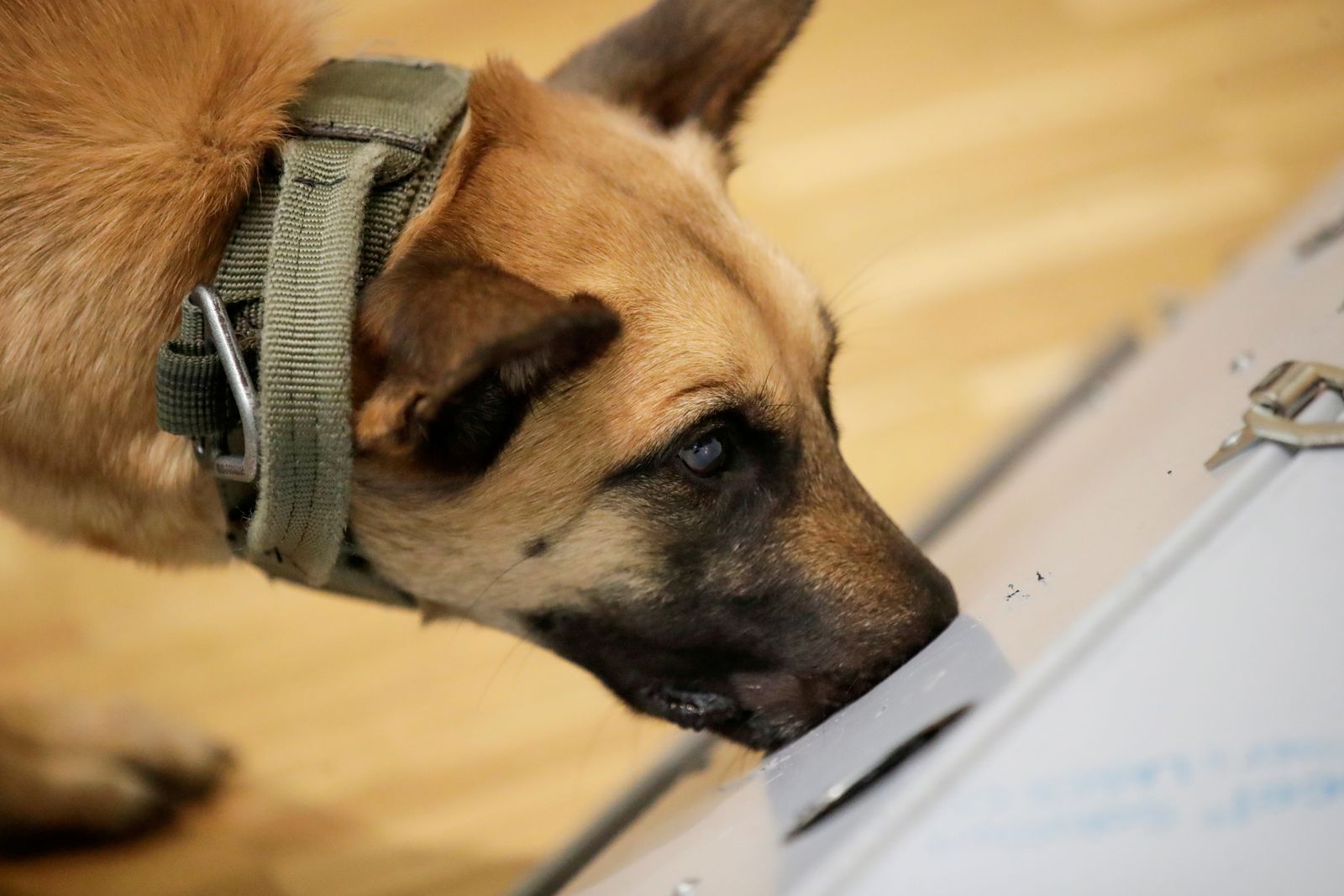 FILE PHOTO: Researchers at Hanover University's vet clinic present dogs which are able of detecting COVID-19 in human saliva samples, in Hanover - REUTERS