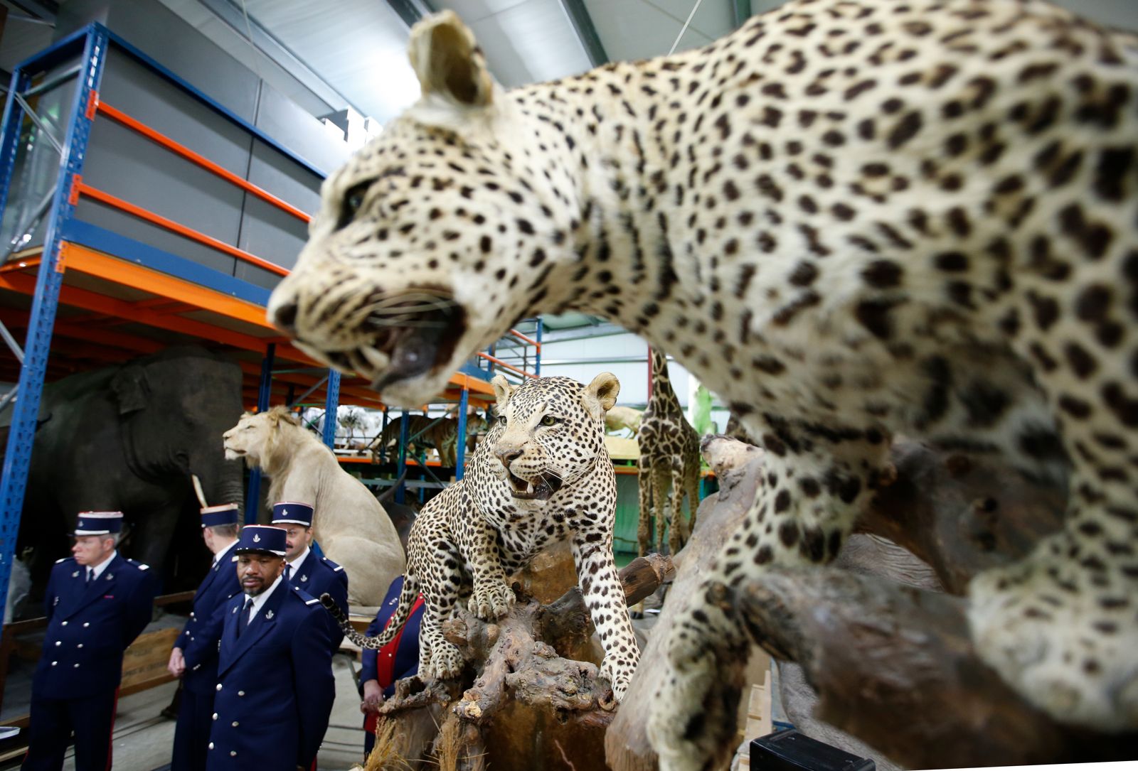 النمور المحنطة في متحف التاريخ الطبيعي في باريس، 16 فبراير 2016 - REUTERS