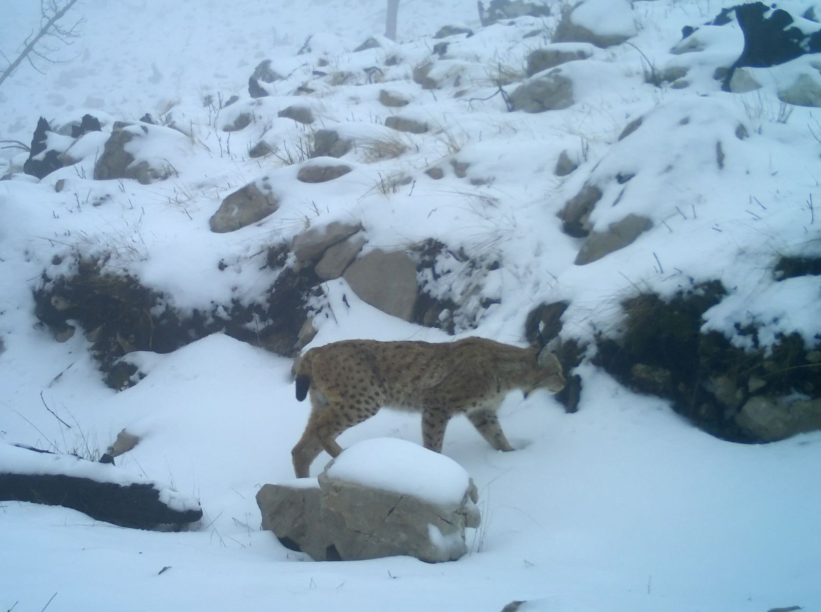This handout photograph from a wildlife trail camera, taken by the non-governmental organization of Protection and Preservation of Natural Environment in Albania (PPNEA) on April 20, 2022, shows a Balkan lynx in the Munelle mountains (Mali i Munelles), northen Albania. - Experts of the non-governmental organization Protection and Preservation of Natural Environment in Albania (PPNEA) are installing wildlife trail cameras and looking to find evidence of critically endangered Balkan lynx that are estimate fewer than 40 remaining in the Balkans, of which less than 10 in Albania. (Photo by Gent SHKULLAKU / Protection and Preservation of Natural Environment in Albania (PPNEA) / AFP) / RESTRICTED TO EDITORIAL USE - MANDATORY CREDIT 