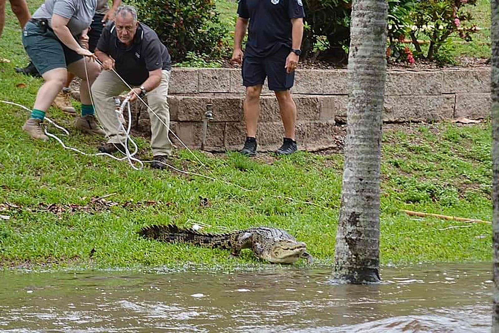 This handout taken and released on December 18, 2023 courtesy of Jonty Fratus shows a crocodile being wrangled from floodwaters in the Northern Queensland town of Ingham. Flash floods swamped northeastern Australia on December 18, with raging waters severing roads and flushing crocodiles into towns. (Photo by Handout / COURTESY OF JONTY FRATUS / AFP) / ----EDITORS NOTE ----RESTRICTED TO EDITORIAL USE MANDATORY CREDIT ' AFP PHOTO / COURTESY OF JONTY FRATUS' NO MARKETING NO ADVERTISING CAMPAIGNS - DISTRIBUTED AS A SERVICE TO CLIENTS