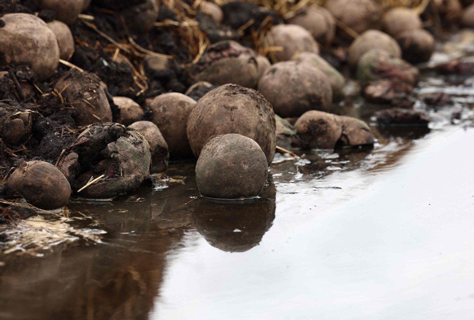 Some of the five hundred tonnes of beetroot that is being left to rot due to a collapse in demand, is seen at Woodhall Growers in Penkridge, central England on April 14, 2022. - Due to border regulations introduced in January, many EU markets for Woodhall's beetroot have disappeared, meaning new markets and uses are being sought for the crop. (Photo by Darren Staples / AFP) - AFP