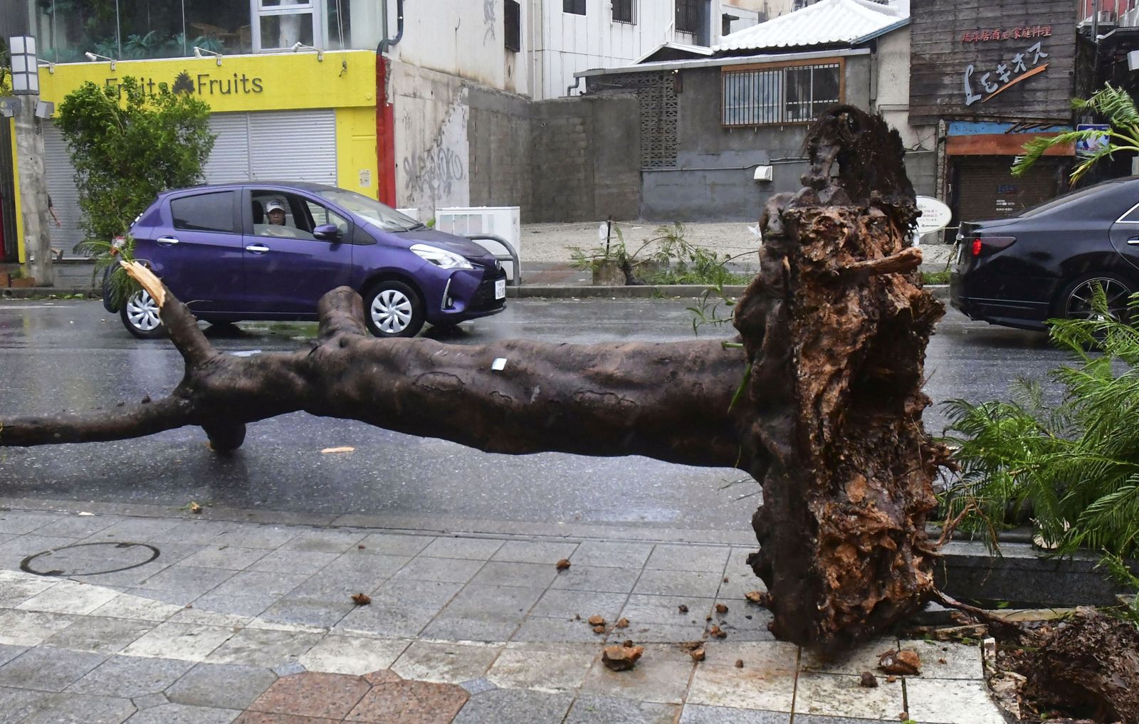 A tree lies uprooted on a street as typhoon Khanun batters the area in Naha - via REUTERS