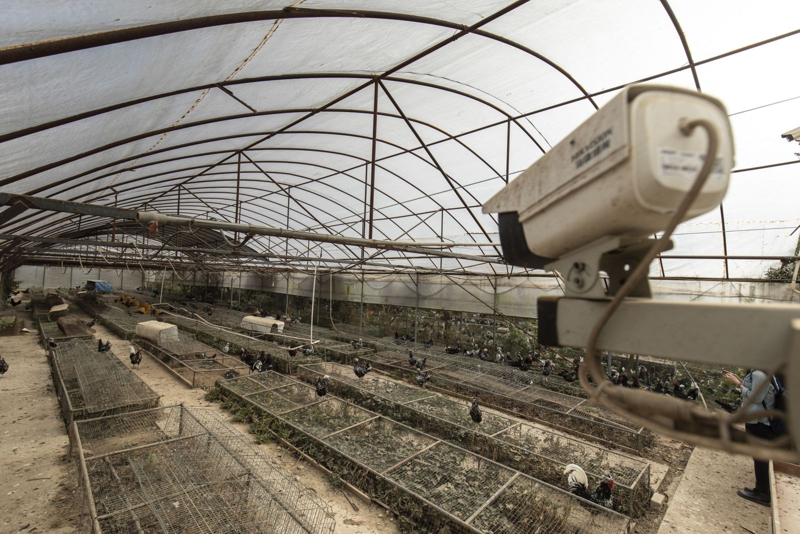 كاميرا لمراقبة الدجاج في مزرعة بمقاطعة فوجيان الصينية - 18 نوفمبر 2020 - Bloomberg
