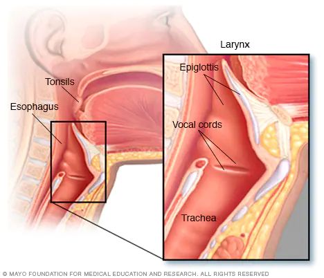 تشريح الحلق، والذي يضم الحلق المريء والقصبة الهوائية والحنجرة واللوزتين ولسان المزمار - mayoclinic