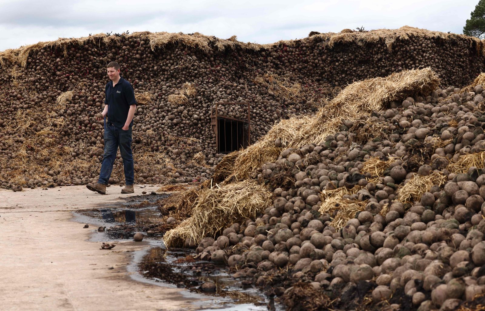 Farmer Will Woodhall poses for a photograph beside a five hundred tonne pile of beetroot that is being left to rot due to a collapse in demand, at Woodhall Growers in Penkridge, central England on April 14, 2022. - Due to border regulations introduced in January, many EU markets for Woodhall's beetroot have disappeared, meaning new markets and uses are being sought for the crop. (Photo by Darren Staples / AFP) - AFP