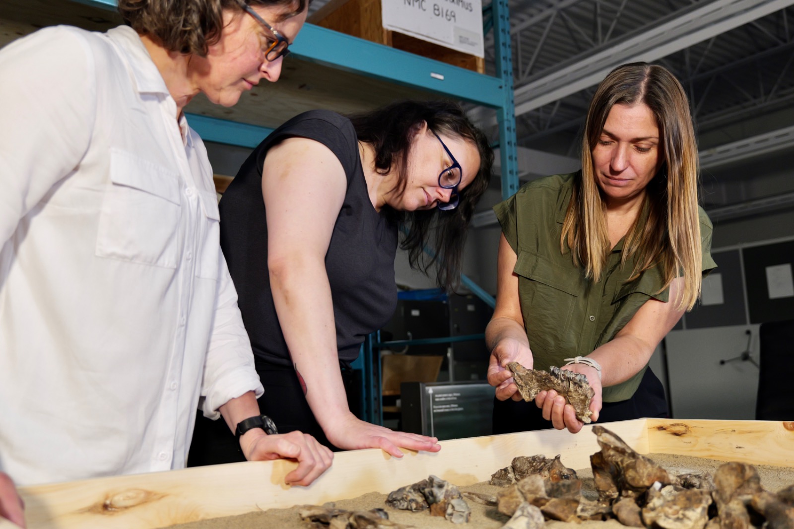 يقوم فريق البحث في متحف الطبيعة الكندي، المكون من ناتاليا ريبشينسكي ودانييل فريزر وماريسا جيلبرت (تحمل فك وحيد القرن)، بفحص حفريات وحيد القرن.