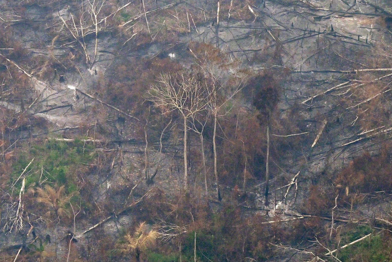 جانب من عملية إزالة الغابات بسبب الحرائق في منطقة لابريا، بولاية الأمازون شمال البراويل، 2 سبتمبر 2022 - AFP