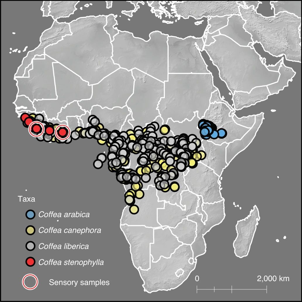 صورة توضيحية لأماكن تواجد نباتات القهوة في القارة الأفريقية مع تعدد أنواعها - nature.com