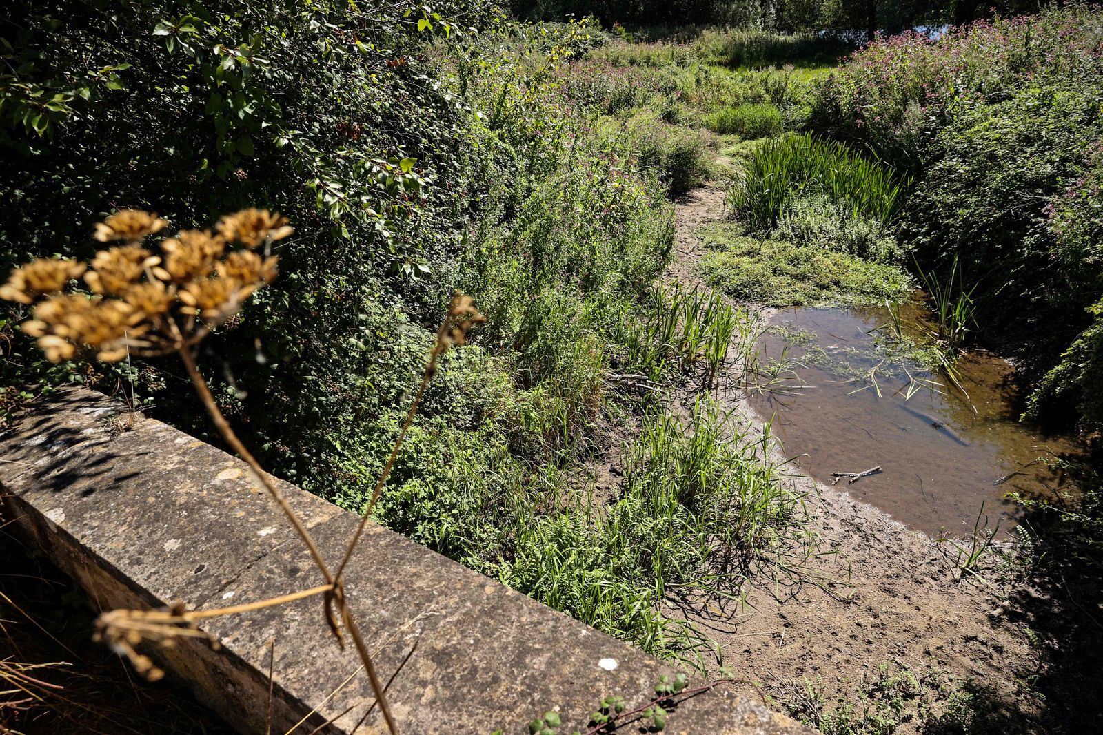 صورة تظهر جفاف منابع نهر التيمز  في قرية سومرفورد كينز بمقاطعة جلوسيسترشاير جنوب غرب إنجلترا- 8 أغسطس 2022 - AFP