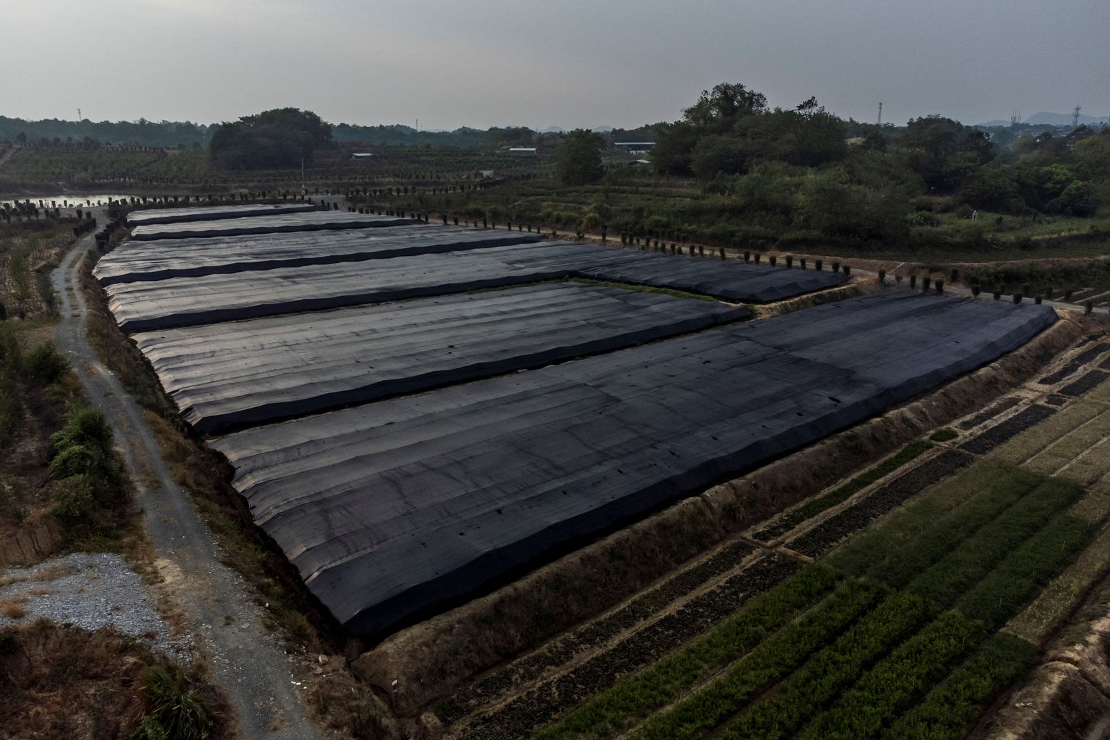 An aerial view shows a field covered by a net to protect the crops from direct sunlight as the region experiences a drought outside Jiujiang city - REUTERS