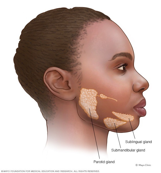 توجد 3 أزواج من الغدد اللعابية الرئيسية في الفم