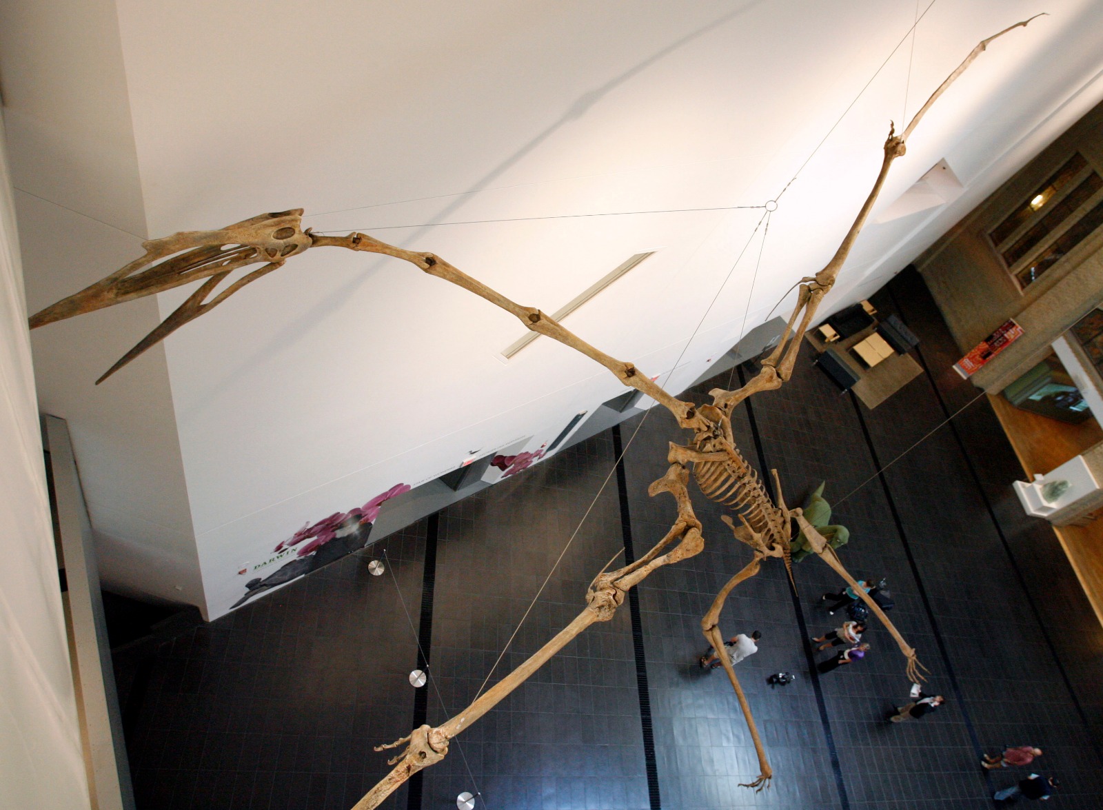 أكبر هيكل عظمي في العالم لإعادة بناء التيروصور Quetzalcoatlus northropi المعروض في متحف رويال أونتاريو في تورنتو بكندا. 17 يوليو 2008