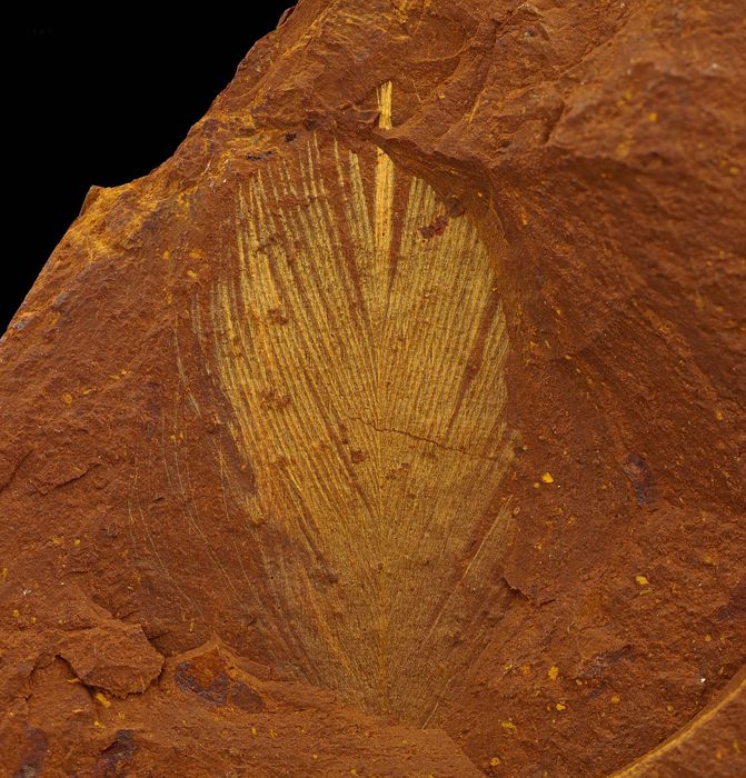 حفرية لريش أحد الطيور في أستراليا تعود إلى 16 مليون عام  - science.org/journal/sciadv