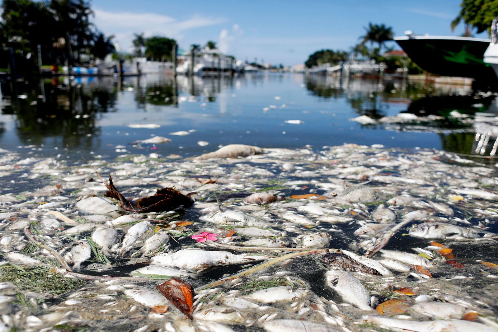 (FILES) In this file photo taken on July 21, 2021 thousands of dead fish float in the Boca Ciega Bay located near the mouth of Madeira Beach in Madeira Beach, Florida. - With its tender sun, white sand and turquoise water, Lido Key Beach would make for a perfect postcard of Florida beaches if it weren't for the dozens of dead fish lying on the shore, killed by a toxic algae bloom known as red tide. The bloom usually hits Florida's Gulf Coast in the summer, but this year it has come during the school spring break, a time when thousands of Americans flock to the Sunshine State, and the outbreak bodes ill for its tourism sector. (Photo by Octavio Jones / GETTY IMAGES NORTH AMERICA / AFP) - AFP