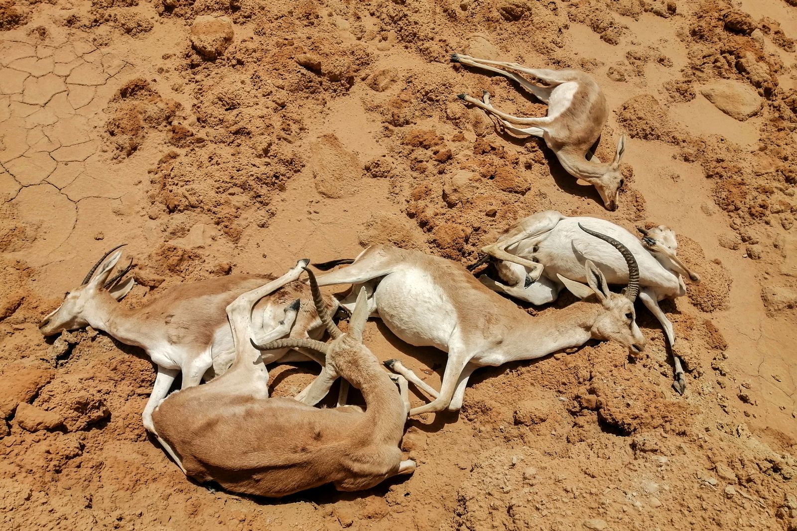 غزلان ريم نافقة بسبب تغير المناخ والجوع في محمية سوا للحياة البرية محافظة المثنى جنوب العراق - 8 يونيو 2022. - AFP