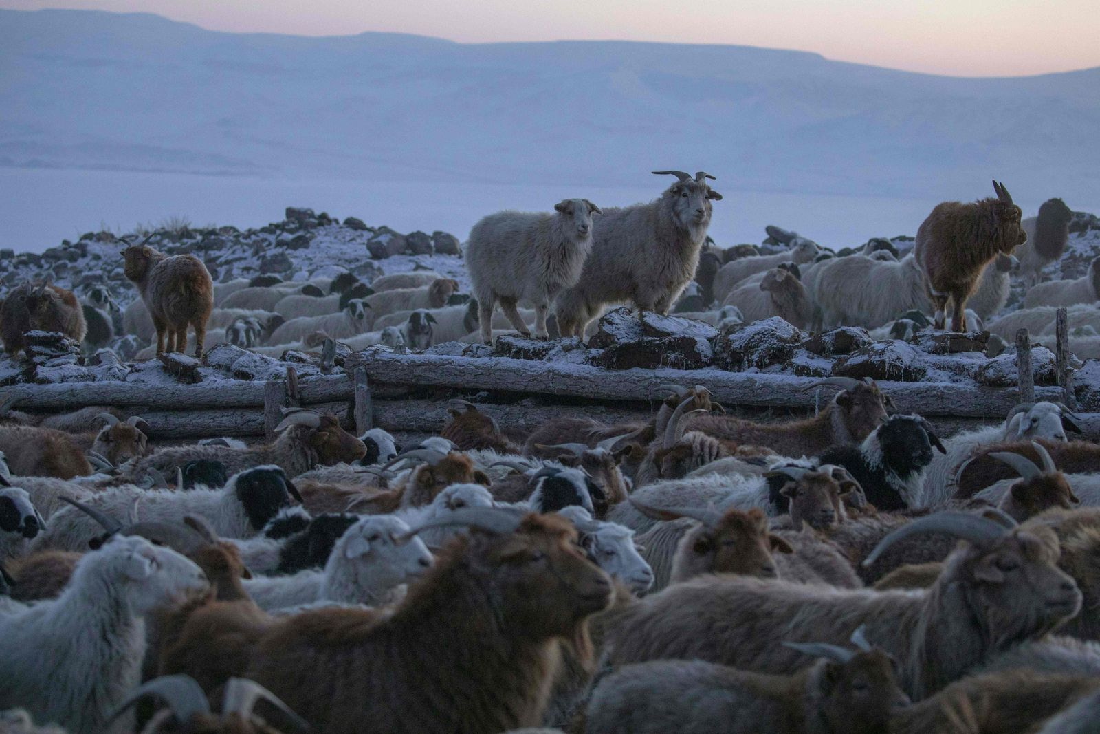 This photo taken on March 28, 2023 shows goats and sheep in a fenced area near a herder�s ger (tent) in Jargalant Mountain in Mankhan, in Mongolia�s western Khovd province. The icy peaks of Jargalant Mountain are supposed to belong to snow leopards, whose numbers have dwindled to fewer than 1,000 in Mongolia, but hard-pressed herders are increasingly pushing into the vulnerable animals' traditional habitat. (Photo by Odbayar Urkhensuren / AFP) / To go with 'MONGOLIA-ENVIRONMENT-FARMING, FOCUS' by Khaliun Bayartsogt