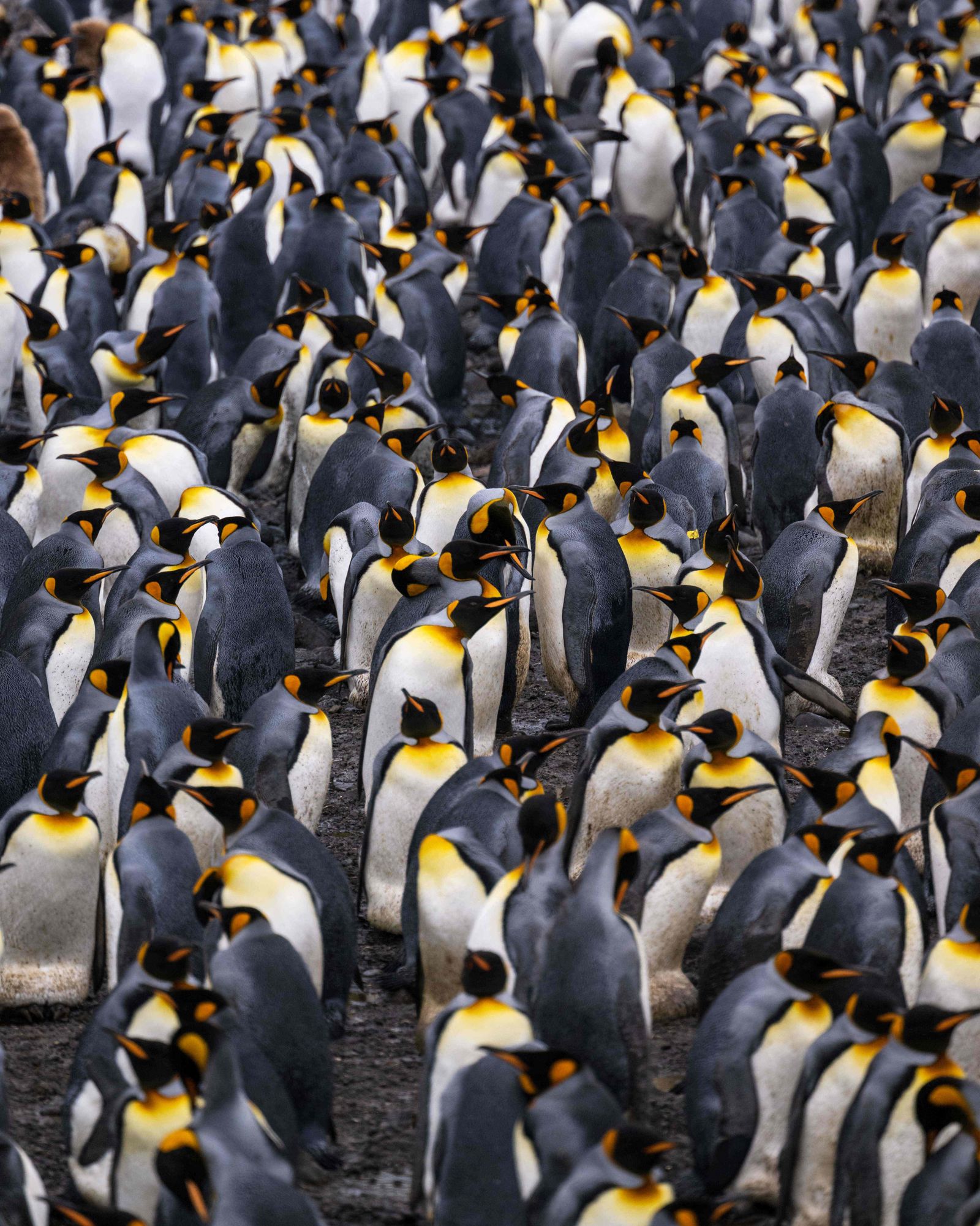 Thousands of King penguin (Manchots Royaux) are pictured on December 21, 2022 on the Posession Island, part of the Crozet Islands which are a sub-Antarctic archipelago of small islands in the southern Indian Ocean, forming one of the five administrative districts of the French Southern and Antarctic Lands. - The Crozet Islands are home to four species of penguins. Most abundant are the macaroni penguin, of which some 2 million pairs breed on the islands, and the king penguin, home to 700,000 breeding pairs; half the world's population.
Mammals living on the Crozet Islands include fur seals and southern elephant seals. Killer whales have been observed preying upon the seals. (Photo by PATRICK HERTZOG / AFP) - AFP