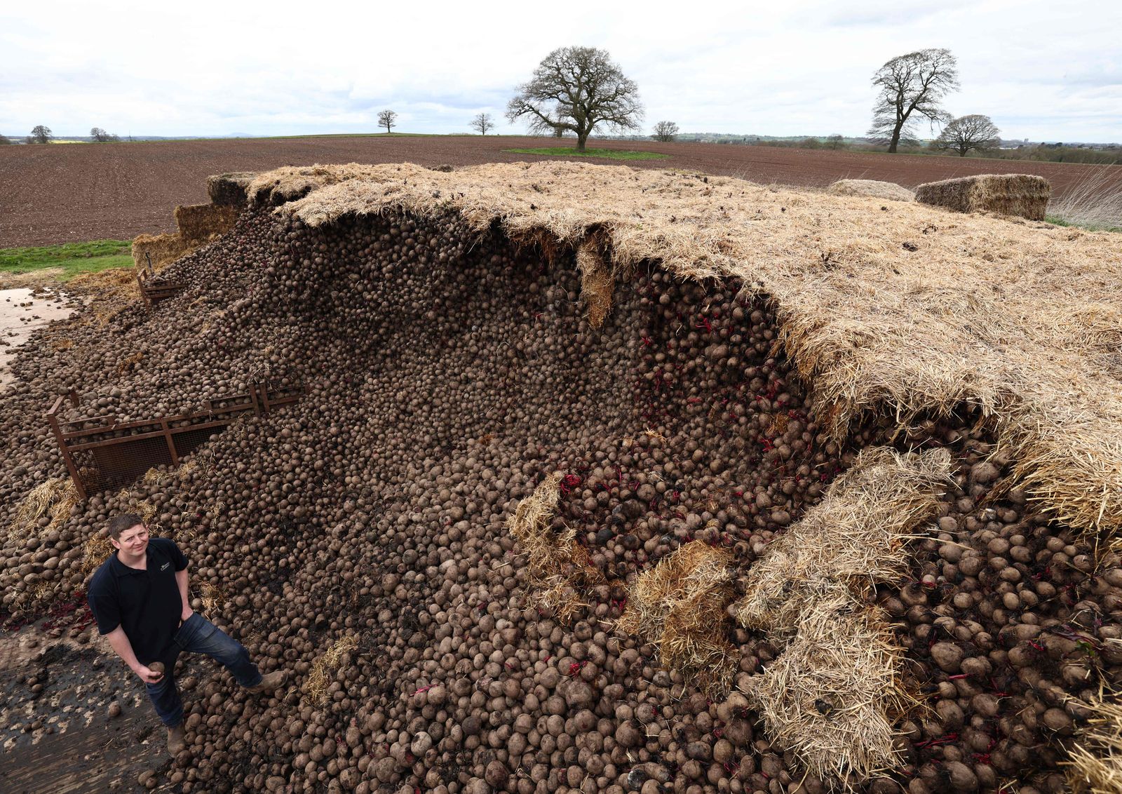 Farmer Will Woodhall poses for a photograph beside a five hundred tonne pile of beetroot that is being left to rot due to a collapse in demand, at Woodhall Growers in Penkridge, central England on April 14, 2022. - Due to border regulations introduced in January, many EU markets for Woodhall's beetroot have disappeared, meaning new markets and uses are being sought for the crop. (Photo by Darren Staples / AFP) - AFP