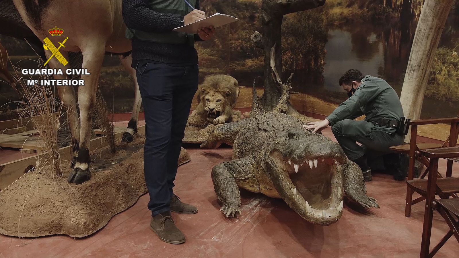 In this handout picture released by the Spanish Guardia Civil on April 10, 2022, Spanish civil guards inspect stuffed animals seized in Betera. - Spain said on April 10, 2022 it seized over 1,000 taxidermied animals, including hundreds of endangered or extinct species, in one of the largest hauls of its kind. The civil guard said the private collection estimated to be worth nearly 29 million euros ($32 million) was discovered in a shed in Betera, near Valencia in eastern Spain. (Photo by Handout / Spanish Guardia Civil / AFP) / RESTRICTED TO EDITORIAL USE - MANDATORY CREDIT 