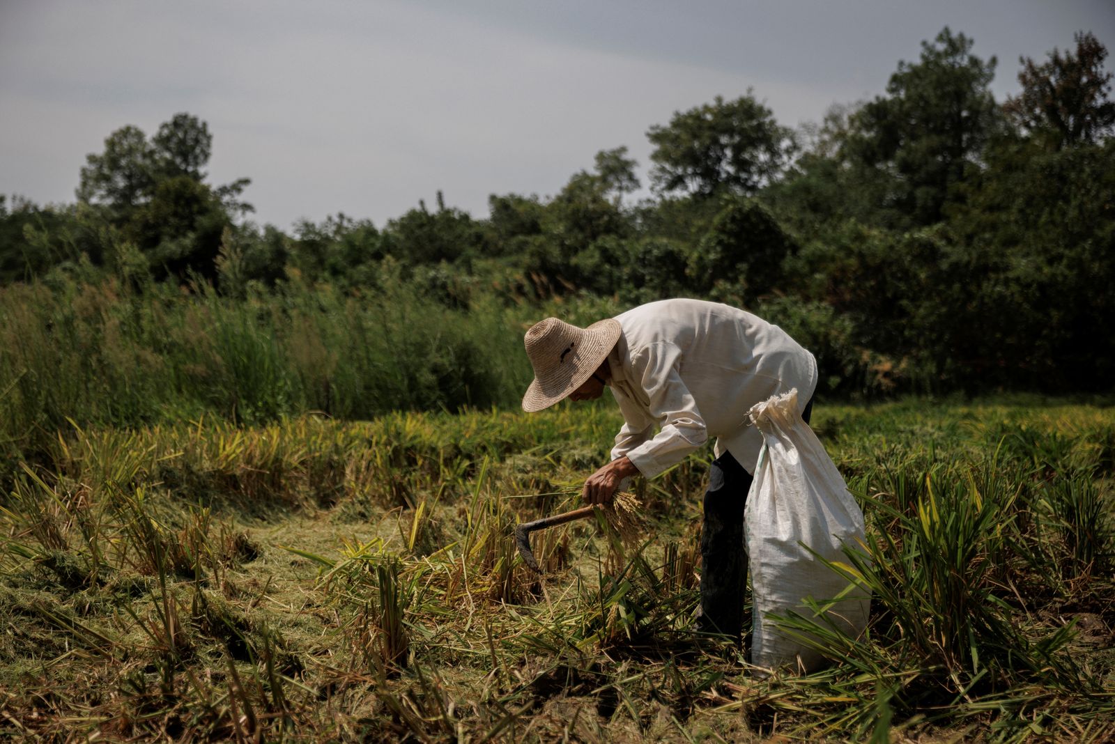 A farmer picks ears of rice left over by a paddy harvester as the region experiences a drought outside Jiujiang city - REUTERS