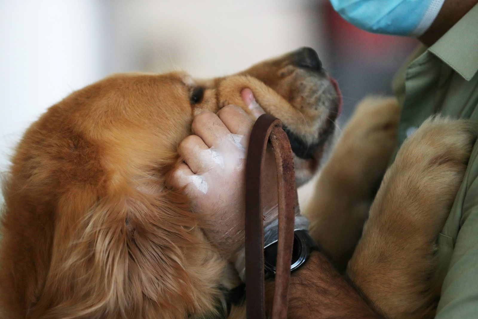 FILE PHOTO: Sniffer dogs trained to detect the coronavirus disease (COVID-19) in highly frequented places in Santiago - REUTERS