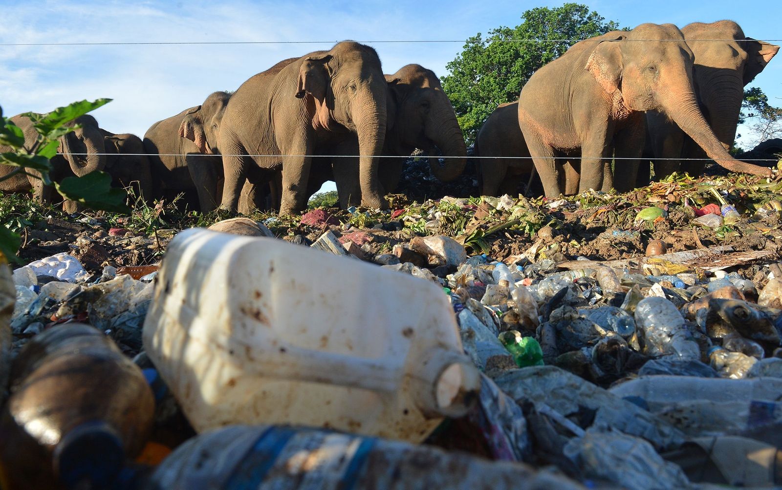 (FILES) In this file photo taken on May 11, 2018, wild elephants stand near an electric fence as they rummage through garbage dumped at an open ground in the village of Digampathana, in north-central Sri Lanka. - Sri Lanka will build trenches to prevent wild elephants foraging at open garbage dumps near wildlife sanctuaries and ingesting plastic waste that kills them, the government announced on November 30. (Photo by LAKRUWAN WANNIARACHCHI / AFP) - AFP