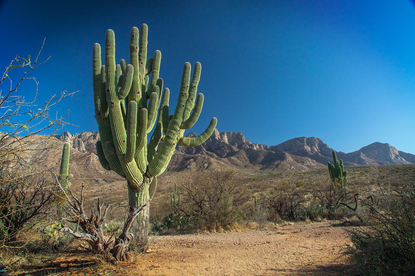 This undated image both courtesy of Arizona State Parks and Trails, shows a 200-year-old Saguaro Cactus at Catalina State Park, near Tucson, Arizona, before it was felled by heavy rains. - The cactus which had been growing for two centuries in the southwestern US park was ripped from its trunk by heavy rains, Arizona state park officials announced on August 29, 2022. 'Powerful seasonal rains can quickly impact the desert landscape. The loss of this huge and iconic 200-year-old (type) Saguaro cactus (...) in Catalina State Park near Tucson is a change that regular park visitors cannot miss,' Arizona State Parks explained on their Facebook page. (Photo by Handout / Arizona State Parks and Trails / AFP) / RESTRICTED TO EDITORIAL USE - MANDATORY CREDIT 'AFP PHOTO / Courtesy of Arizona State Parks and Trails' - NO MARKETING NO ADVERTISING CAMPAIGNS - DISTRIBUTED AS A SERVICE TO CLIENTS