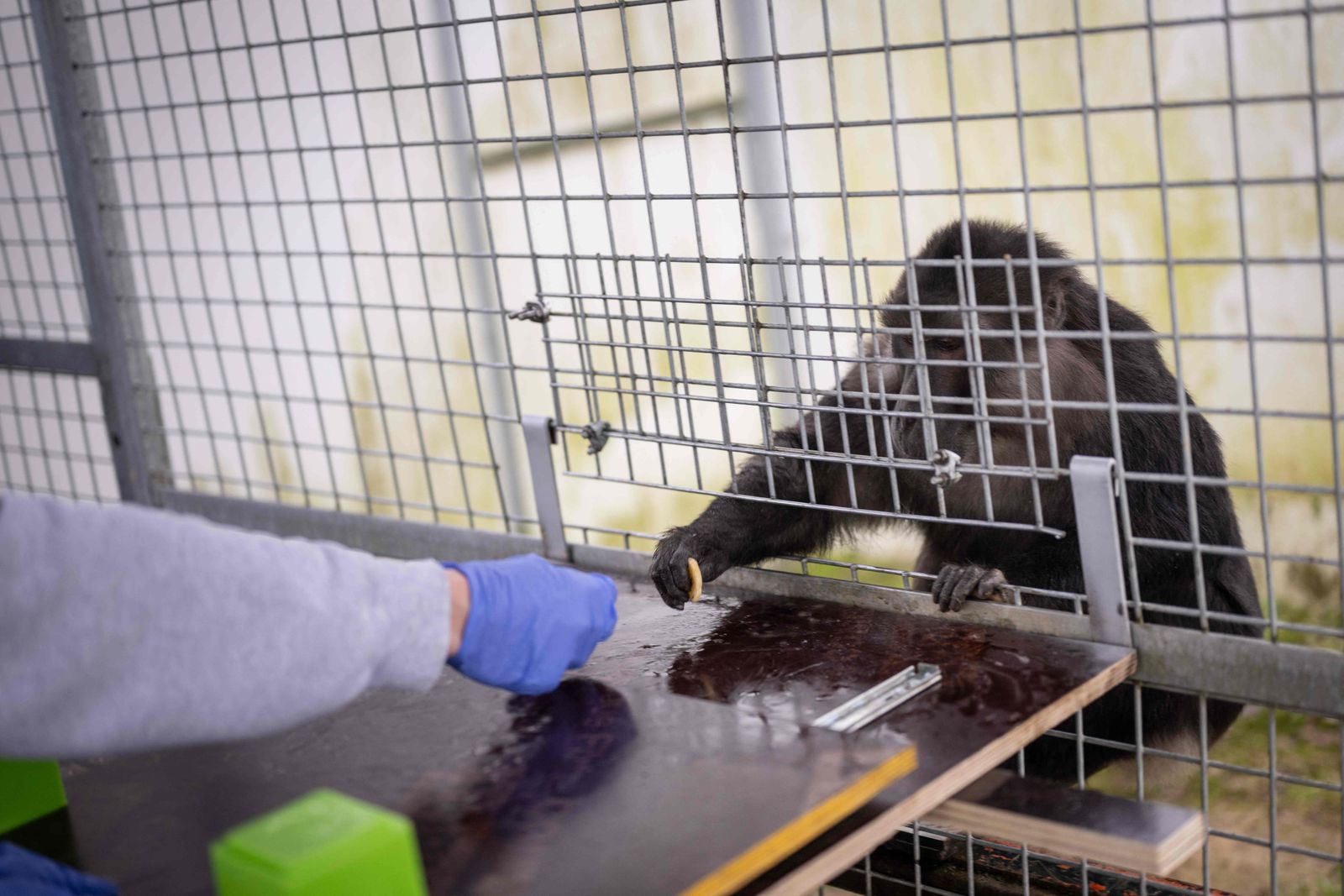 A staff member of primatology centre performs tests on a Token Macaque (Macaca Tonkeana) at the primatology centre of the Strasbourg university, also called Silabe (Simian Laboratory Europe), in Niederhausbergen, eastern France, on May 6, 2024. Strasbourg University's primatology centre which houses primates used for biomedical and behavioral research is under scrutiny by animal rights groups demanding that scientific studies be conducted animal-free. (Photo by SEBASTIEN BOZON / AFP)