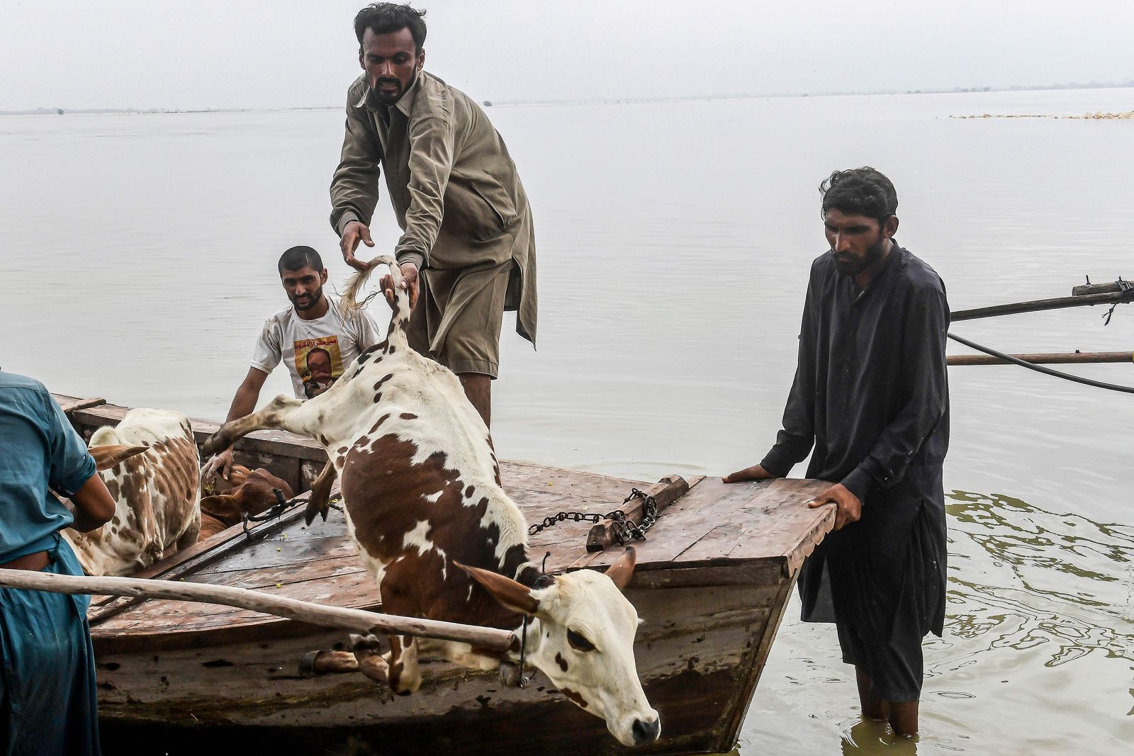 أشخاص عالقون يفرغون حمولة ماشية من قارب بعد إجلائهم من المناطق المتضررة جراء الفيضانات في سوكور بإقليم السند- 27 أغسطس 2022 - AFP
