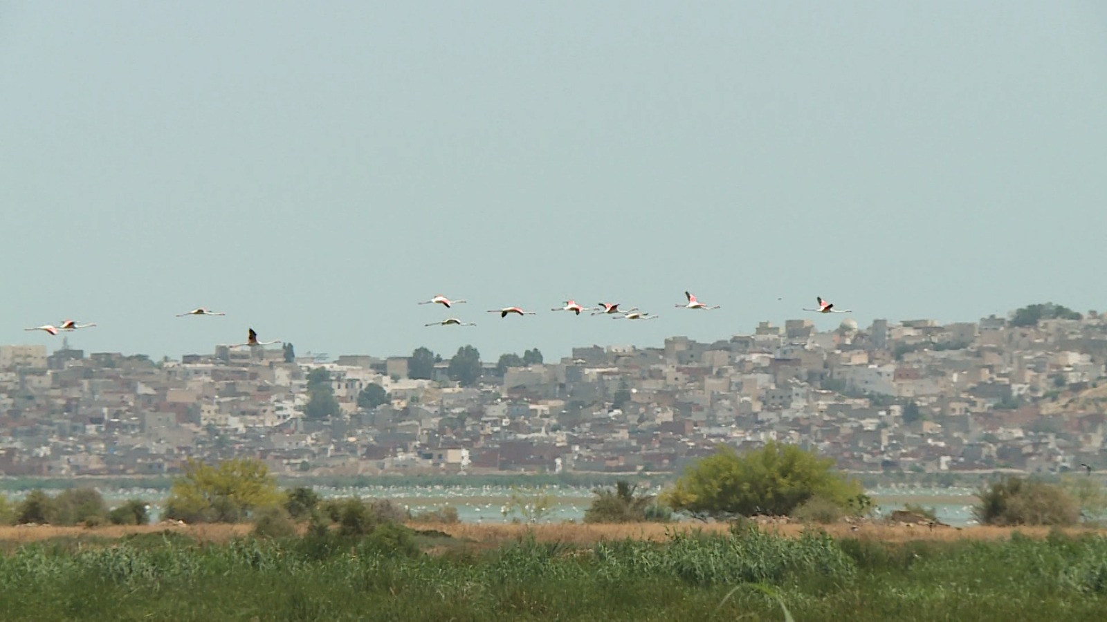 طيور 'الفلامنجو' تُحلق فوق إحدى المسطحات المائية التونسية بعد رحلة هجرة طويلة