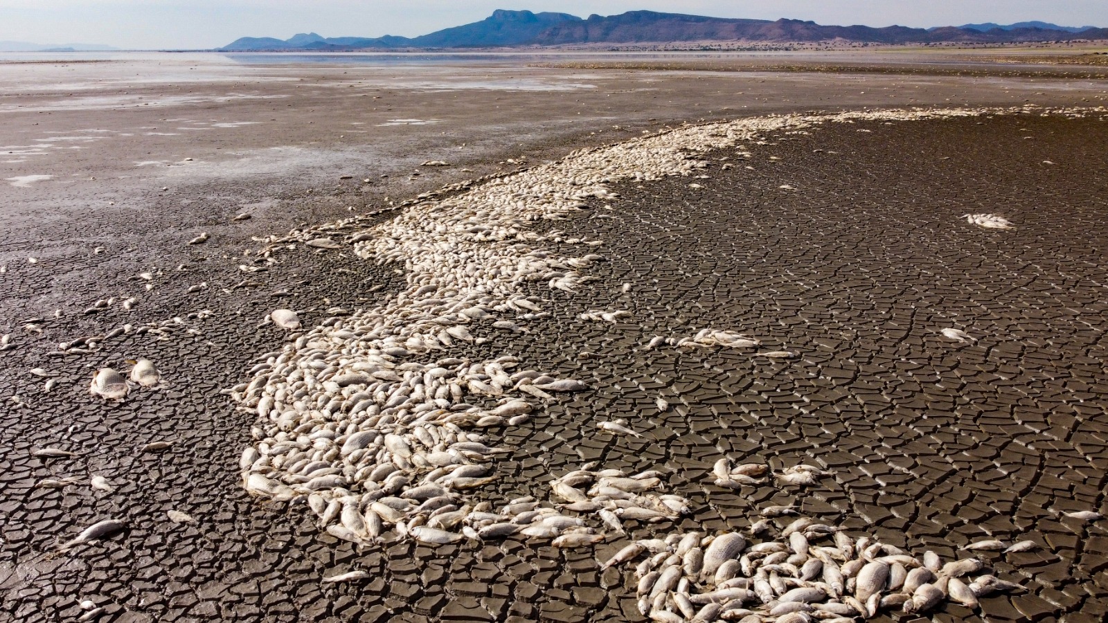 أسماك نافقة في بحيرة بوستيّوس بالمكسيك بسبب الجفاف جراء ارتفاع درجات الحرارة . 5 يونيو 2024