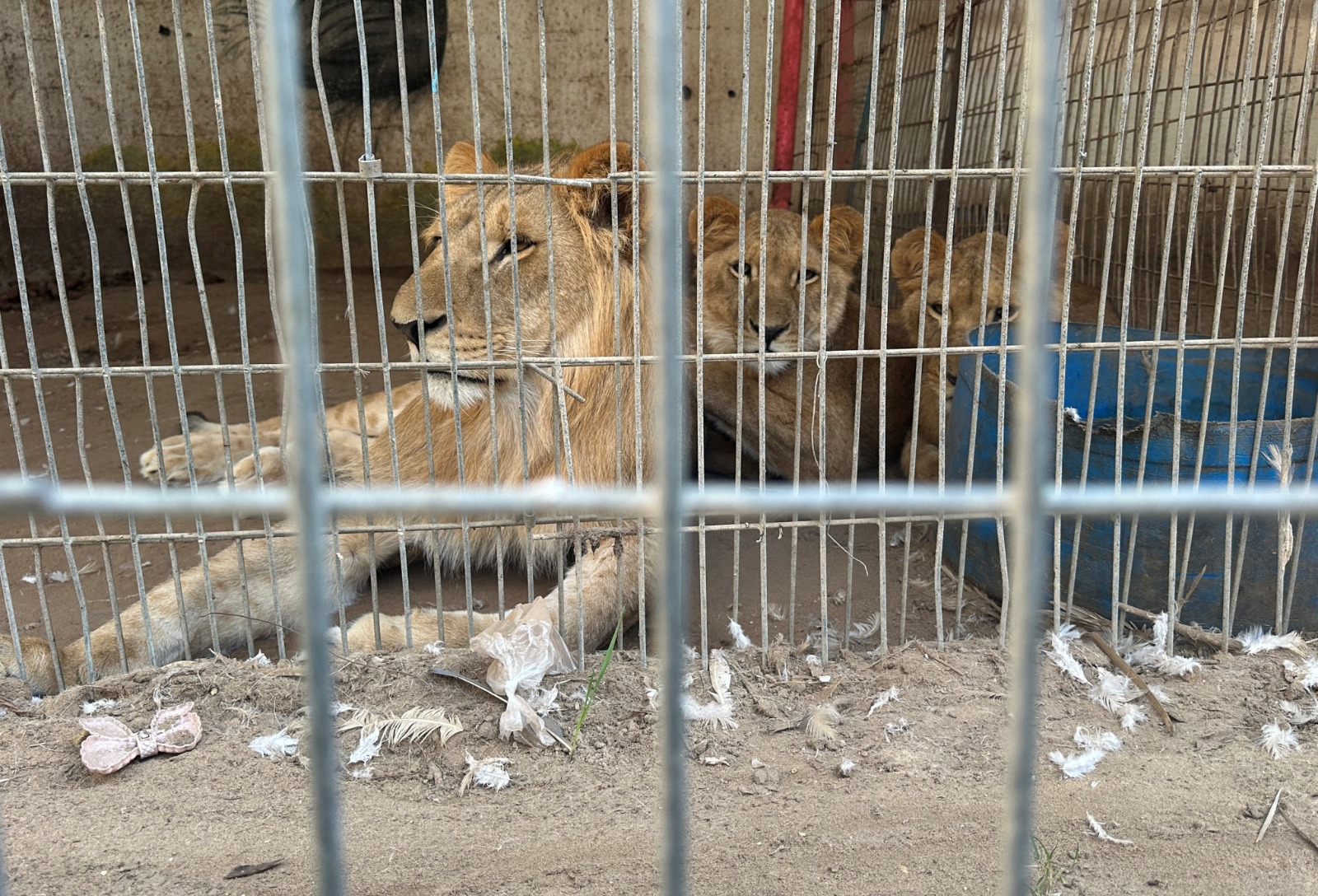 أسود تجلس داخل حظيرة في حديقة حيوان بمدينة رفح جنوبي قطاع غزة- 31 ديسمبر 2023