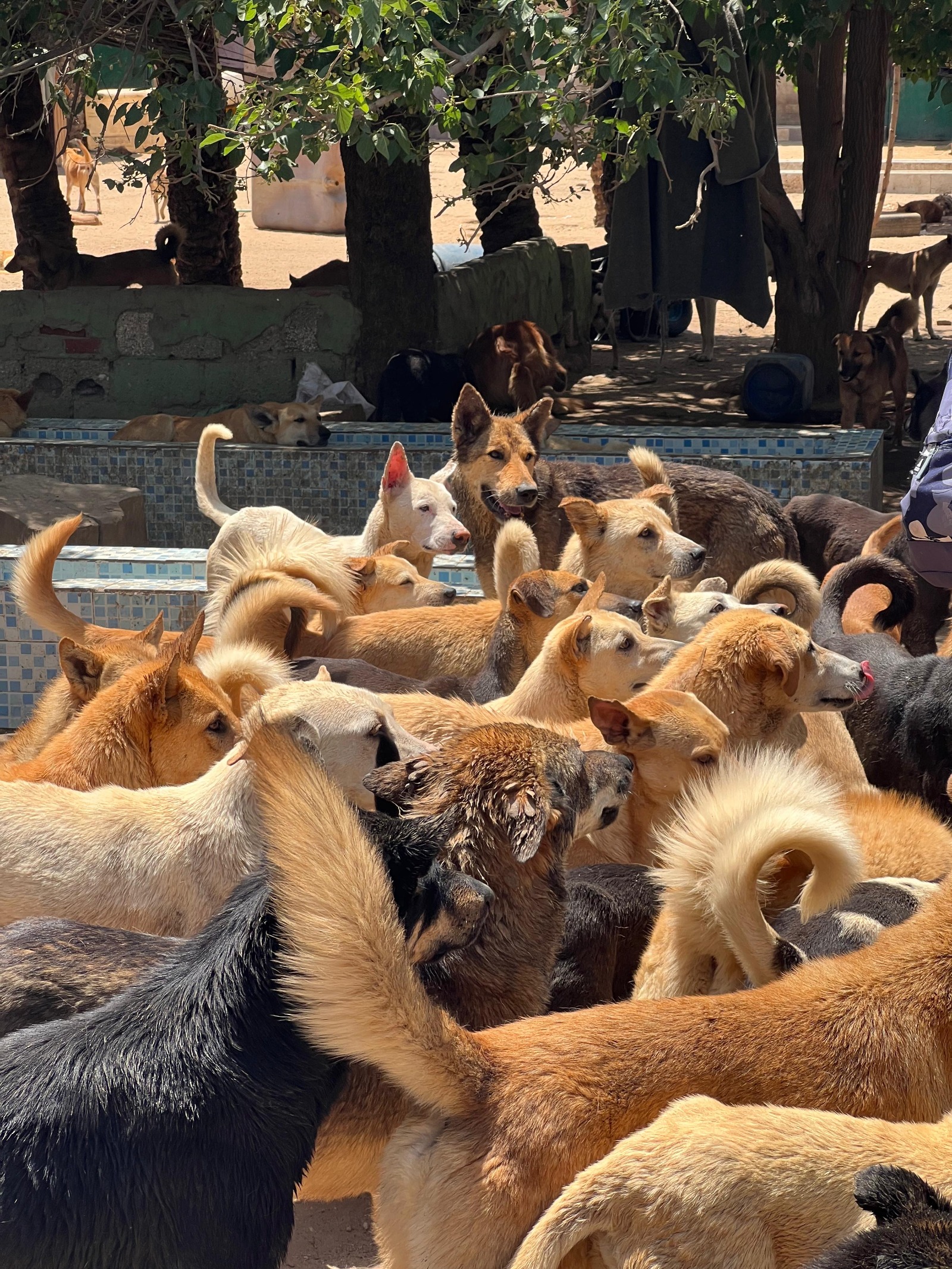 كلاب حرة في أحد الملاجئ بمصر