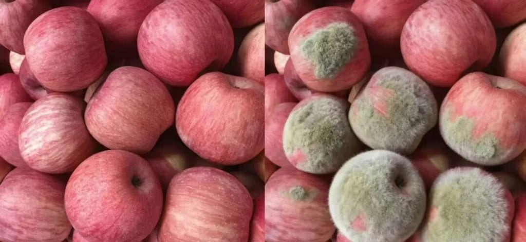 صور معدلة بالذكاء الاصطناعي لبعض الفاكهة في الصين