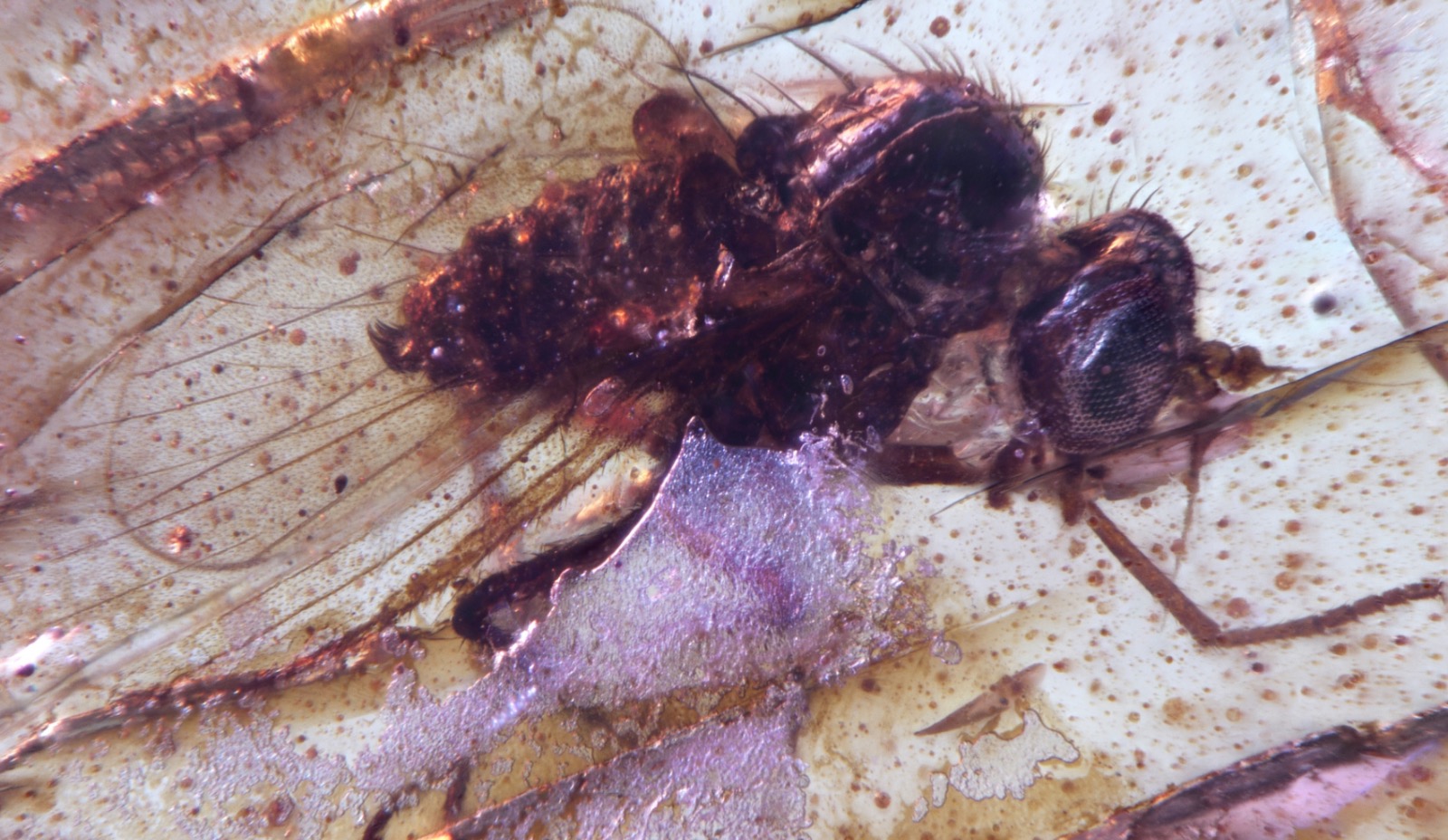 ذُبابة ذات سيقان طويلة من فصيلة Dolichopodidae، مُحتجزة في قطعة كهرمان إكوادوري. الحقوق: Mónica Solórzano-Kraemer