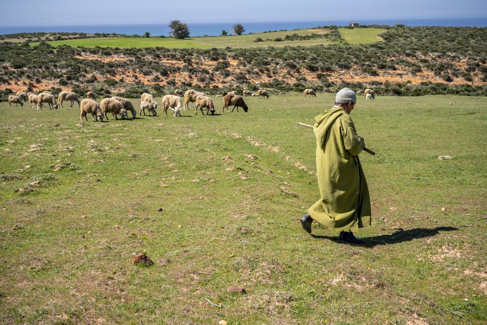 صورة لراعي مسن يرعى قطيعه في نواحي مدينة أصيلة، شمال المغرب