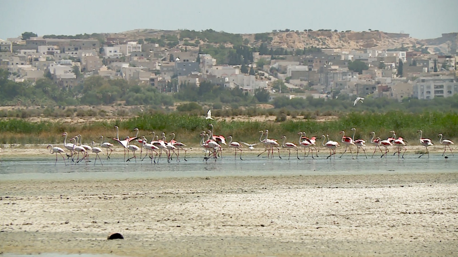 طيور 'الفلامنجو' في إحدى المسطحات المائية التونسية بعد رحلة هجرة طويلة