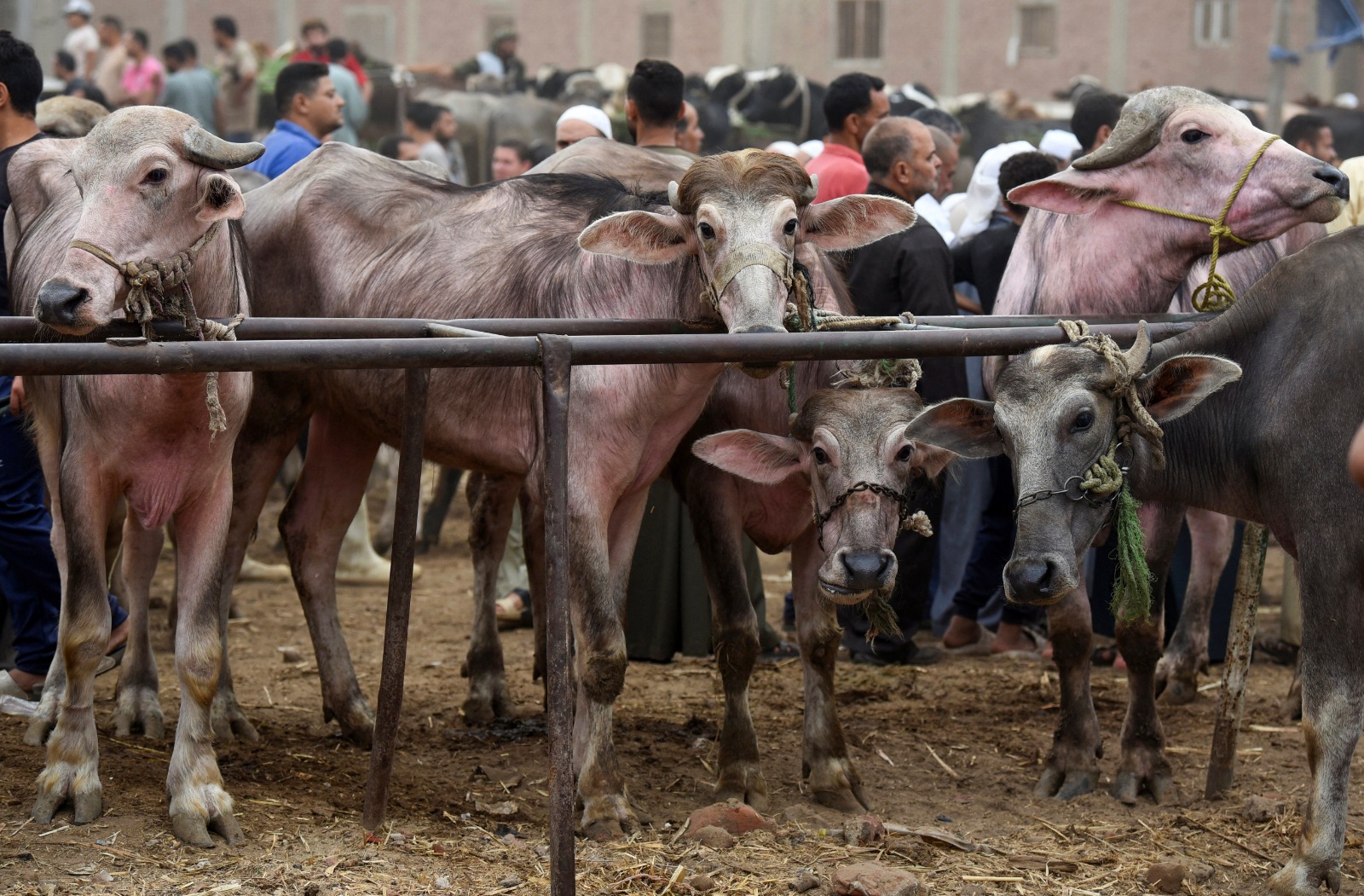 تجار ماشية وزبائن في سوق للماشية قبيل عيد الأضحى المبارك في محافظة القليوبية بمصر. 10 يونيو 2024