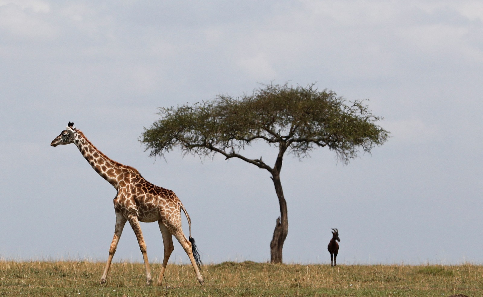 زرافة تمشي في مساحة واسعة بمحمية ماساي مارا في كينيا. 19 سبتمبر 2023