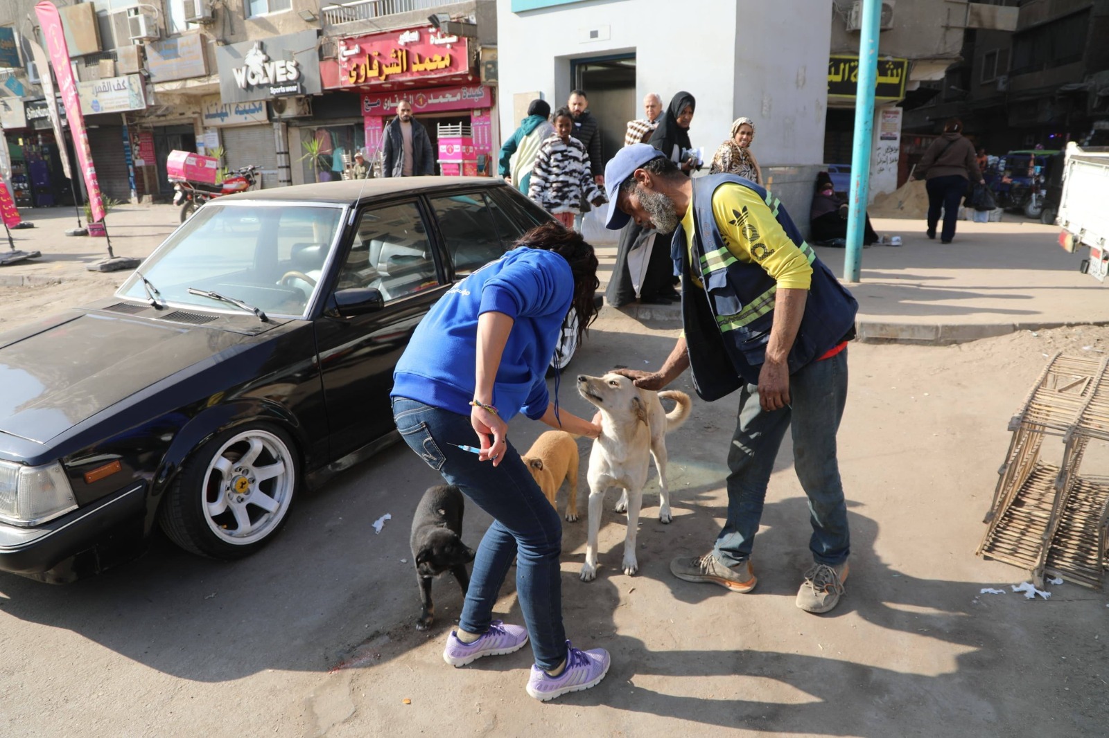 حملات وزارة الزراعة المصرية بالتعاون مع المجتمع المدني لتطعيم كلاب الشوارع في مصر، للوقاية من السعار، ديسمبر 2025
