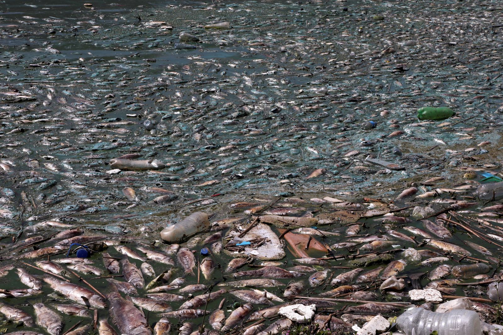جانب من نفوق الأسماك في بحيرة القرعون بلبنان 30 أبريل 2021 - REUTERS
