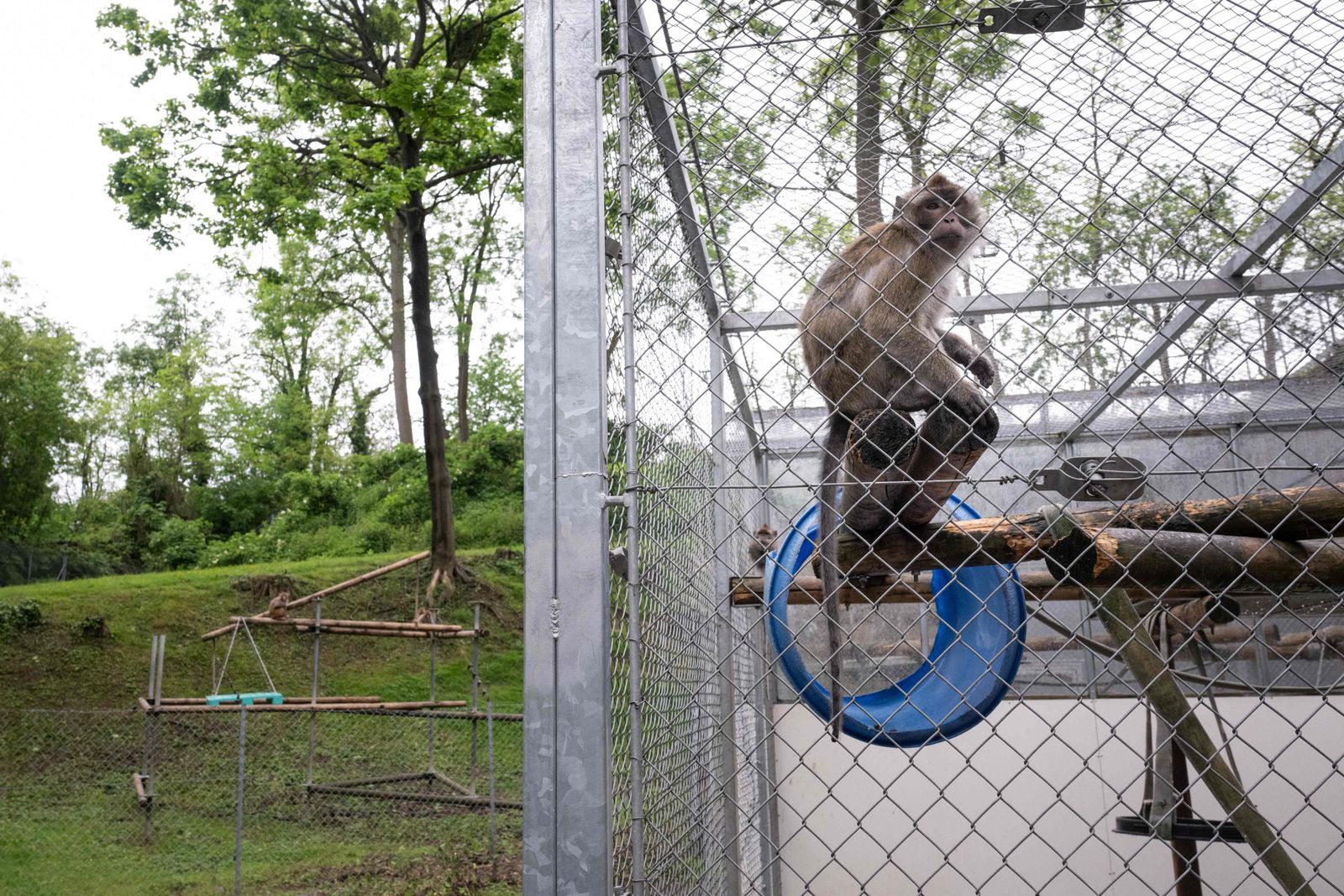 This photograph shows a Cynomogus Macaque (Macaca fascicularis) sitting on a wooden board into a cage at the primatology centre of the Strasbourg university, also called Silabe (Simian Laboratory Europe), in Niederhausbergen, eastern France, on May 6, 2024. Strasbourg University's primatology centre which houses primates used for biomedical and behavioral research is under scrutiny by animal rights groups demanding that scientific studies be conducted animal-free. (Photo by SEBASTIEN BOZON / AFP)